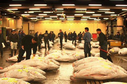 Phiên chợ cá tsukiji