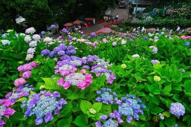 Mùa hè Nhật bản với hoa cẩm tú cầu đủ sắc màu