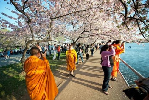 Nhà sư hòa cùng mùa lễ hội anh đào