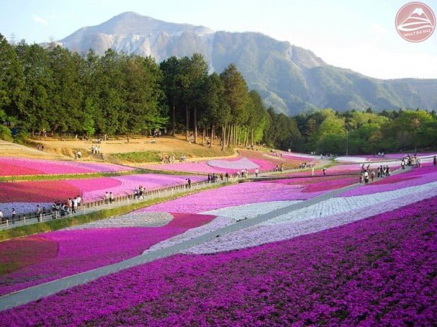 Chichibu Hitsujiyama Park