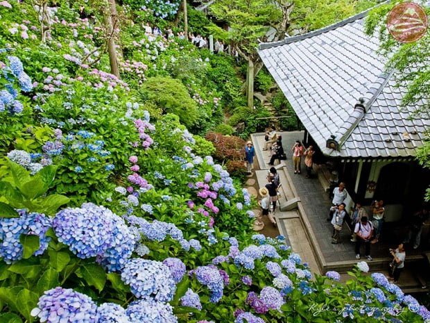 Hase Temple