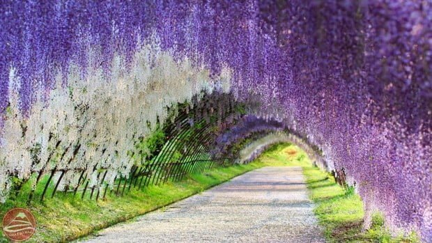 Kawachi Wisteria Garden