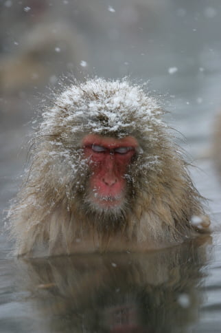 jigokudani-photo-1