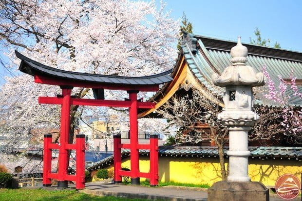 Cherry blossoms at the gate.