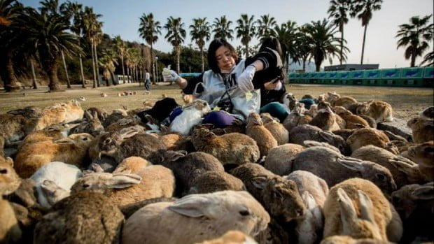 Okunoshima - hòn đảo "bí mật"