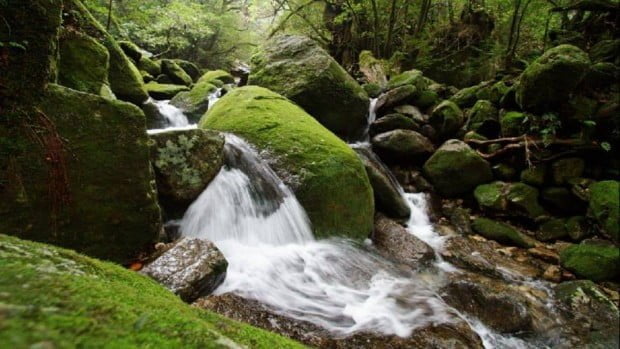 Yakushima