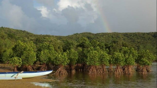 Iriomote-jima với rừng rậm, rừng ngập mặn, hòn đảo là một nơi tuyệt vời để khám phá trên sông bằng xuồng kayak. Nó cũng được bao quanh bởi các rạn san hô tuyệt đẹp và là một nơi tuyệt vời để khám phá bằng giàn khoan