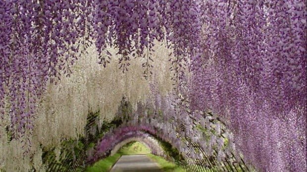 Hầm Hoa Tử Đằng ở vườn Kawachi Fuji Gardens.