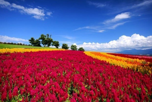 13.-くじゅう花公園-1024x685