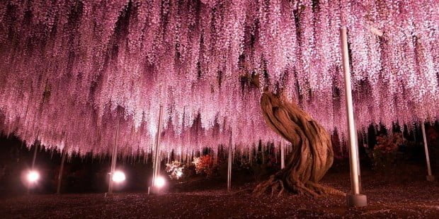 144-oldest-wisteria-tree-ashikaga-japan-fb