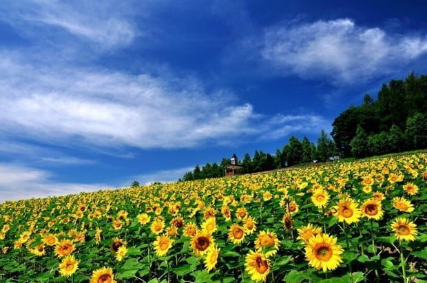 1．彩花の里・佐々木ファーム