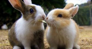 Nét đáng yêu của Thỏ Okunoshima
