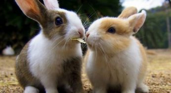 Okunoshima – Hòn đảo thỏ nhiều hơn người