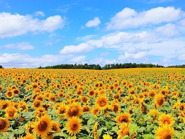 2.ひまわりの里