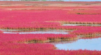 Cẩm nang du lịch Hokkaido từ A đến Z: top 20 điểm tham quan, 10 món ngon