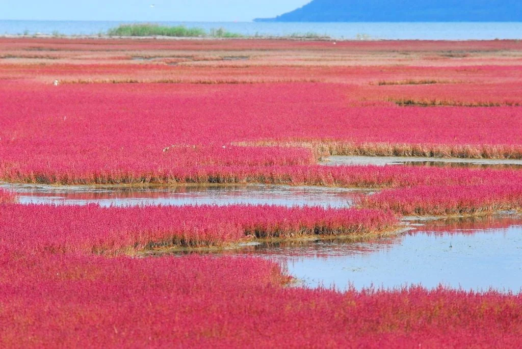 Cẩm nang du lịch Hokkaido từ A đến Z: top 20 điểm tham quan, 10 món ngon