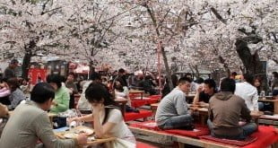 Tiệc rượu Sake ngắm hoa anh đào