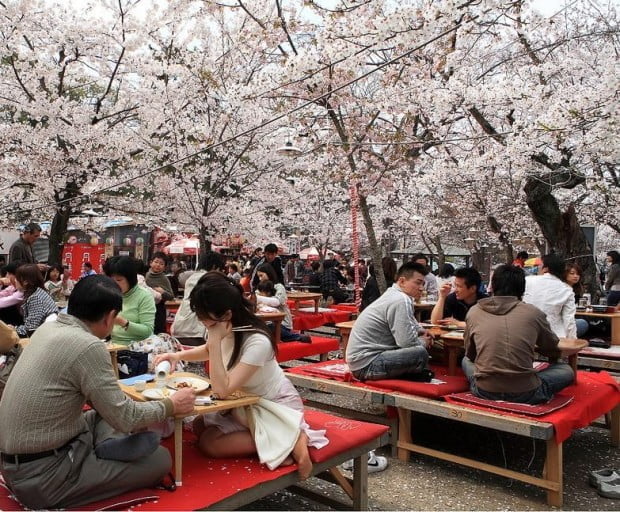 Tiệc rượu Sake ngắm hoa anh đào