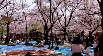 Du lich mùa lễ hội hoa Anh Đào Hanami