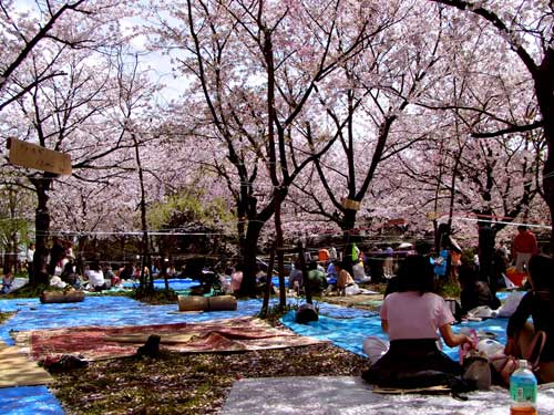 Du lich mùa lễ hội hoa Anh Đào Hanami