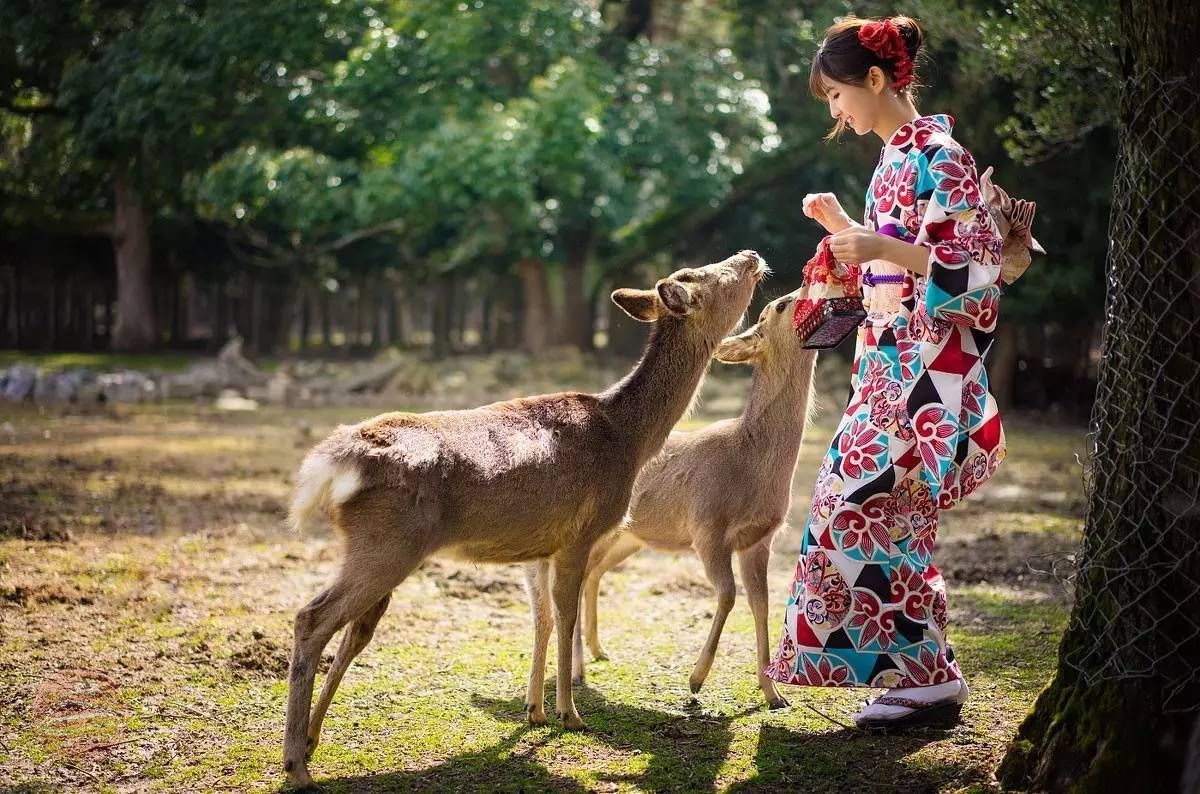 Điều thú vị nhất ở Nara: dạo chơi cùng hươu nai giữa phố phường