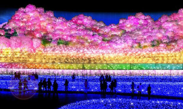 Tour hoa anh đào cùng Lễ Hội ánh sáng lớn nhất Nhật Bản
