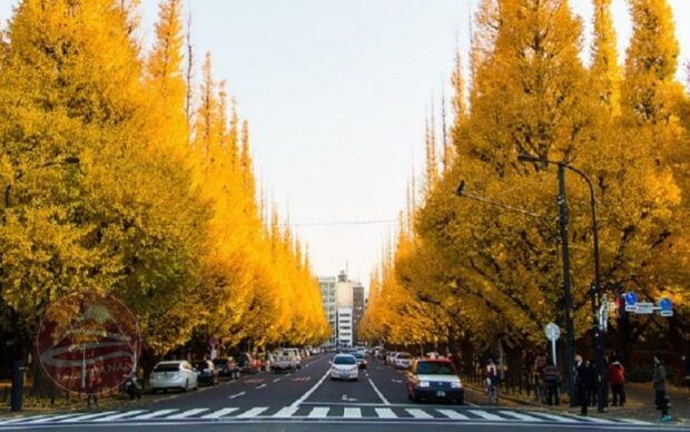 Đại lội Icho Namiki Tokyo mùa thu