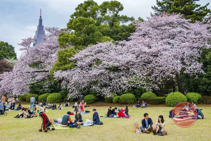 Hoàng cung Tokyo có gi? Chia sẻ kinh nghiệm tham quan hoàng cung Nhật Bản