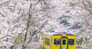 Cập nhật ảnh đẹp Hoa Anh Đào Nhật Bản 2022