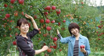 Khám phá Vương quốc trái cây Yamanashi bên núi Phú sĩ