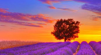 Du lịch Hokkaido ngắm hoa Lavender 7 ngày