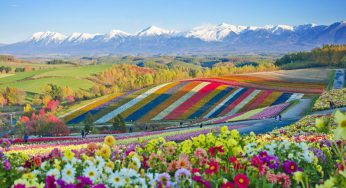 Gợi ý hành trình thú vị mùa Hè ở Hokkaido với những cánh đồng hoa bất tận
