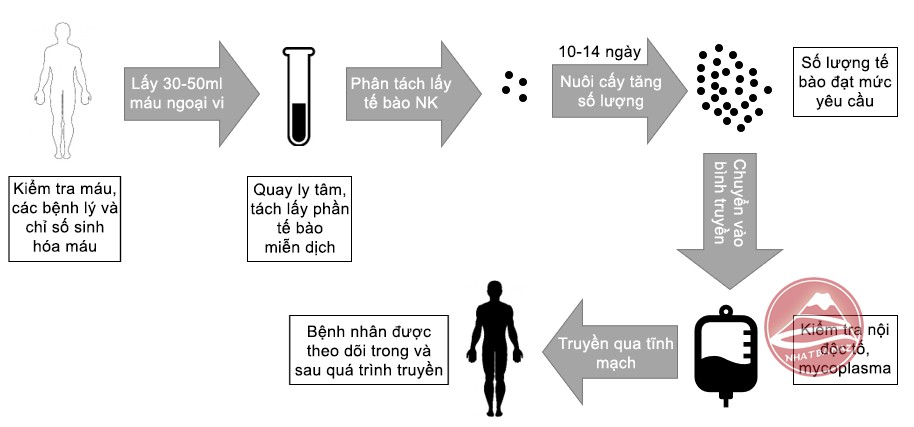 Liệu pháp tế bào miễn dịch Nhật bản