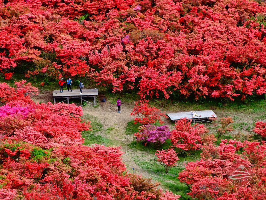 hoa đỗ quyên Công viên Kasama Azalea, Ibaraki