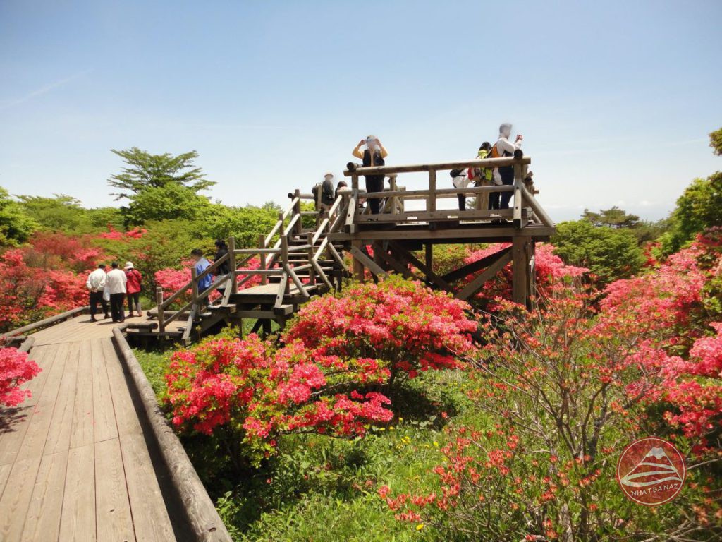 Công viên hoa đỗ quyên Yahata Azalea, Tochigi