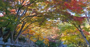 Top 6 địa điểm ngắm lá đỏ tại Osaka- Nhật Bản