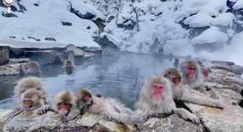 Mùa đông ở Nhật Bản có gì đặc biệt ?