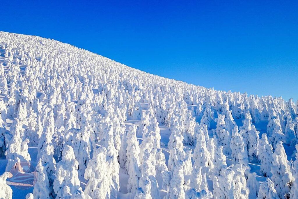 Núi Zao ở tỉnh Yamagata Prefecture với những "quái vật tuyết"