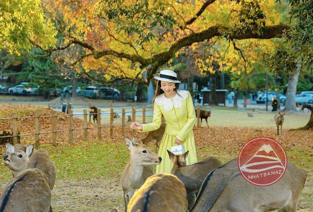 Du lịch Nhật Bản hè thu