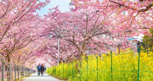 Tour hoa anh đào Kawazu Sakura Festival