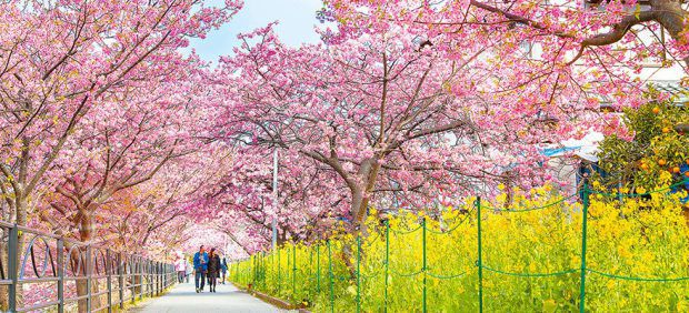 Tour hoa anh đào Kawazu Sakura Festival