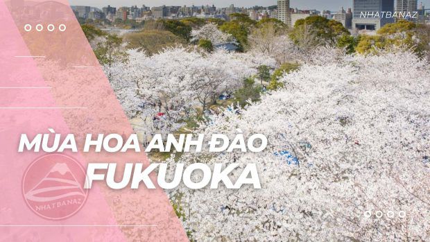 Fukuoka mùa hoa anh đào