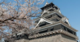 Lâu đài Kumamoto mùa hoa anh đào