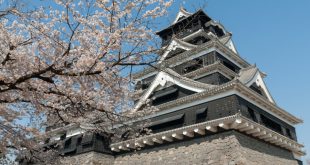 Lâu đài Kumamoto mùa hoa anh đào
