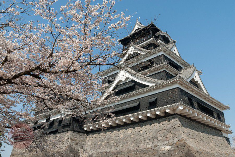 Lâu đài Kumamoto mùa hoa anh đào