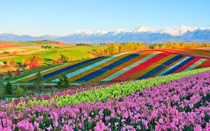 Cánh đồng hoa Shikisai no Oka ấn tượng với ngàn hoa khoe sắc