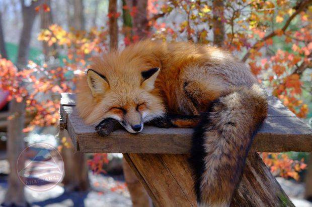 Du lịch đông bắc Nhật Bản