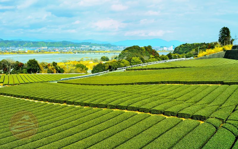 Du lịch Tokai, thủ phủ trà của Nhật Bản và phong cảnh núi non đẹp ngất ngây