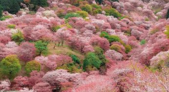 Top 5 điểm tham quan và cẩm nang du lịch Wakayama hoang sơ