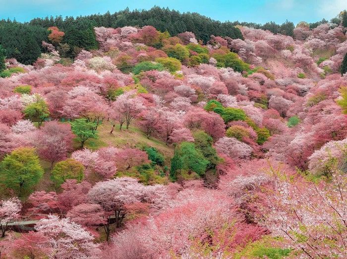 Top 5 điểm tham quan và cẩm nang du lịch Wakayama hoang sơ